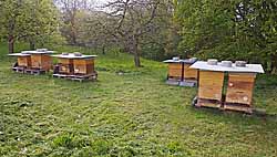 Einer unserer Bienenstandorte in einem Obstgarten