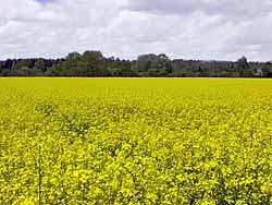 Rapsfeld in voller Blüte